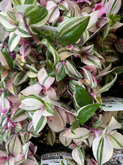 Tradescantia Fluminensis Tricolour Variegated